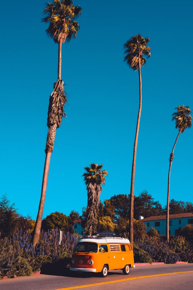 Palm trees on a California road