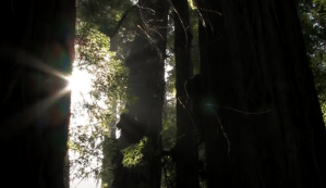 a tree in a forest with sunlight coming through