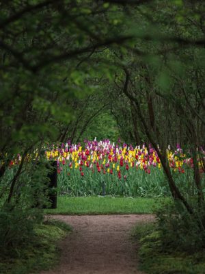 a peek into a garden with arching trees and colorful tulips ahead