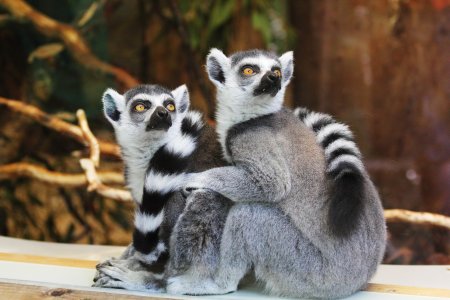 Cute Animals at Chicago's free Lincoln Park Zoo