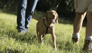 a dog walking through Labagh Woods
