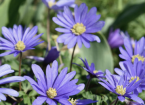Purple flowers in spring in Chicago