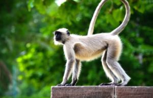 a close up of a monkey