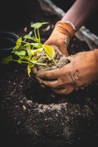 a close up of a hand planting a small plant in their garden