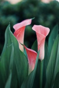 a close up of a pink flower with long green grass