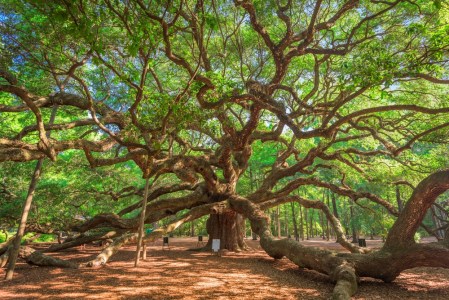 Angel Oak Park, Charleston, South Carolina, USA