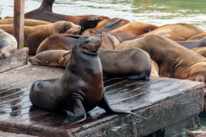 a seal sitting on the dock at the zoo