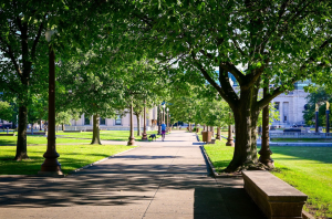 an empty park bench next to a tree