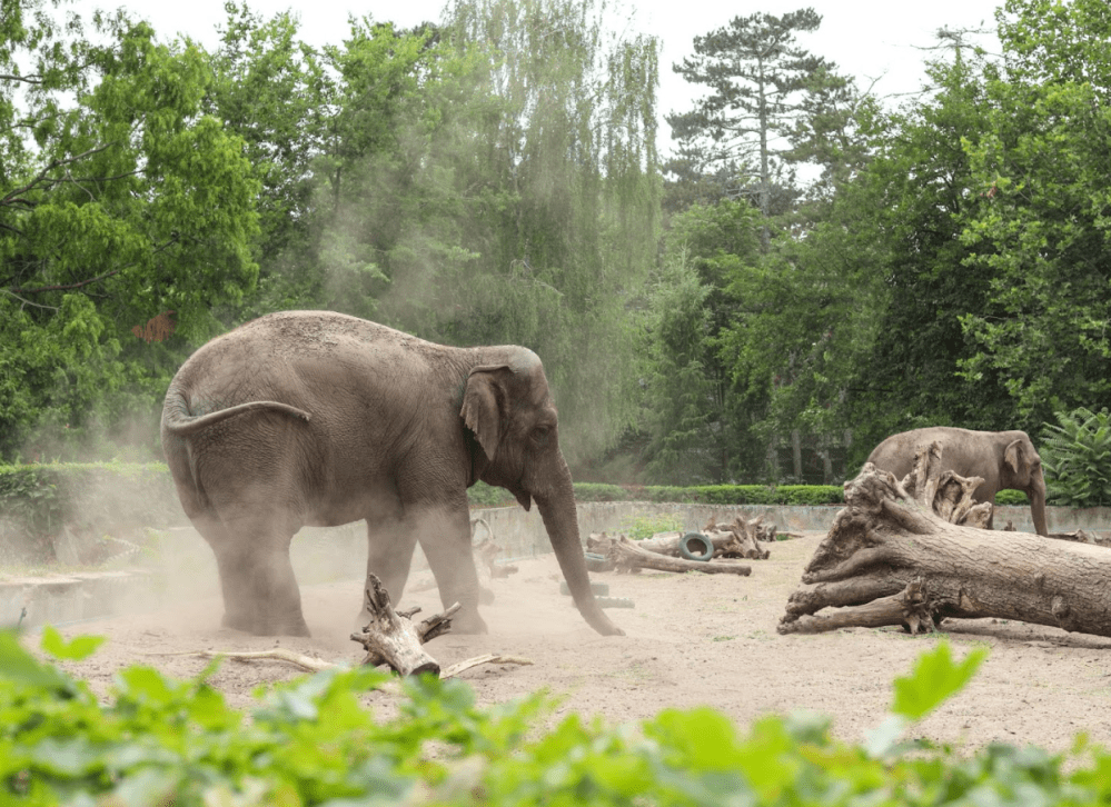 a baby elephant standing next to a tree