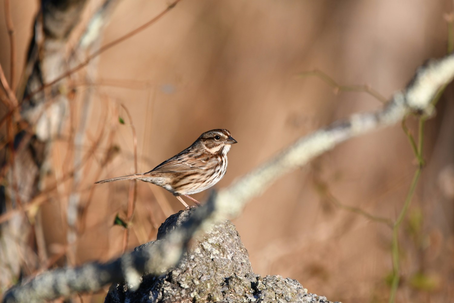 a small bird perched on a tree branch