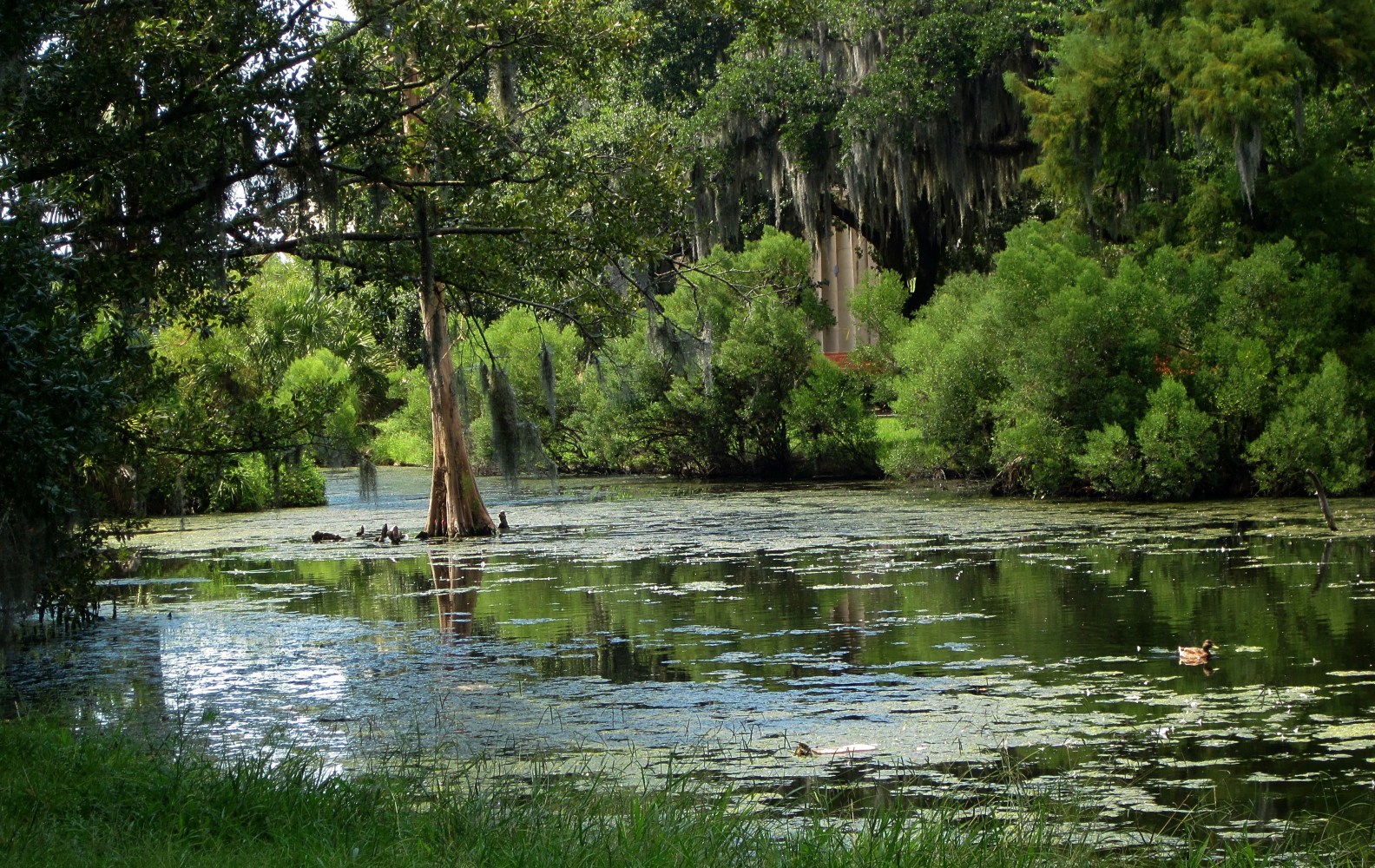 Beautiful nature swamp with green trees on both sides