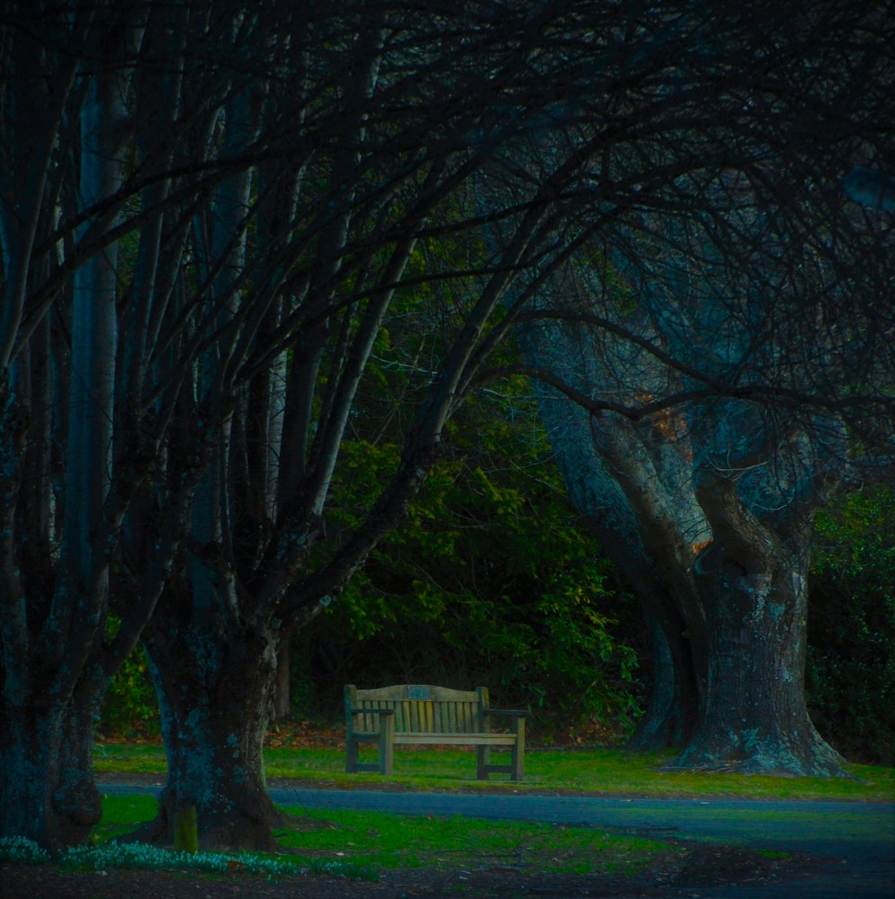 Spooky oak trees at night with an empty bench in between