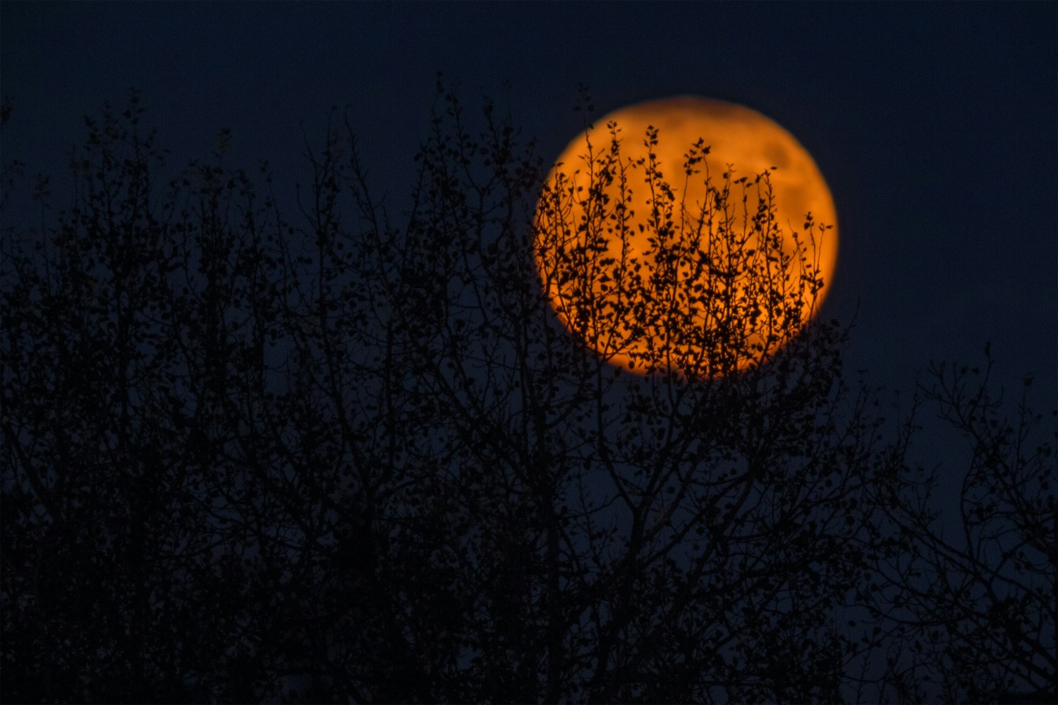 a tree in the dark