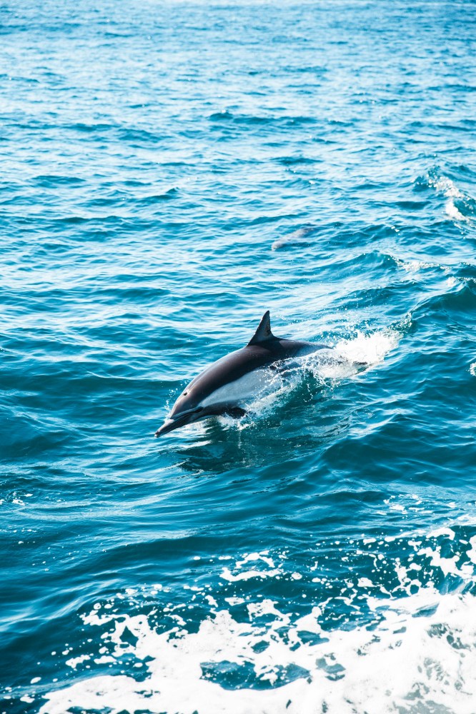 a dolphin swimming in a body of water