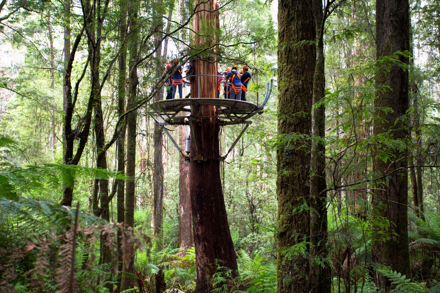 Treetip Zipline with people standing on the platform