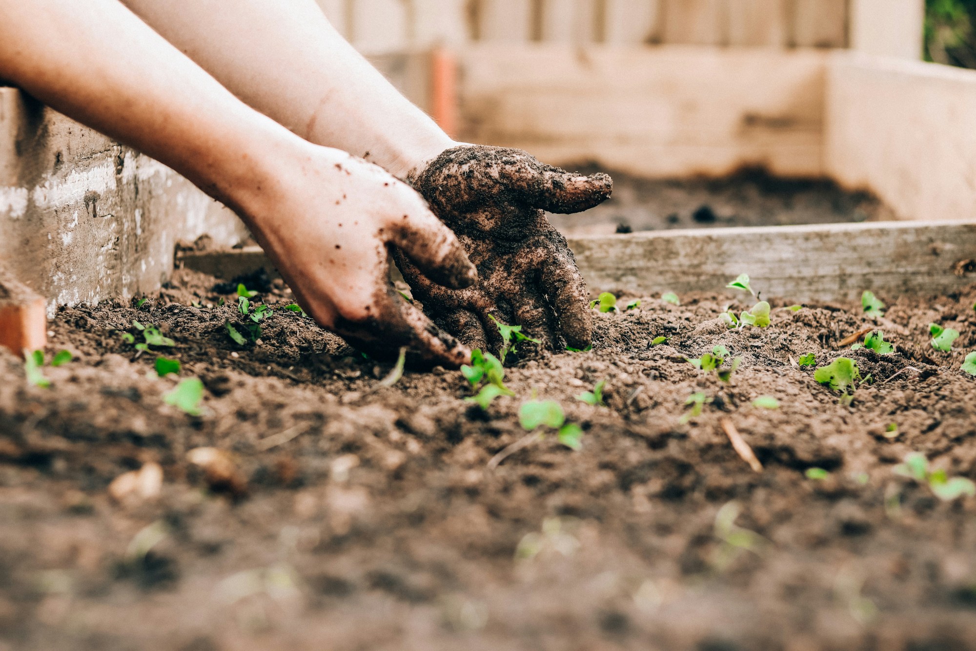 sandie-clarke-q13Zq1Jufks-unsplash Hands planting small seedlings in soil in a garden.